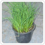 Erba cipollina